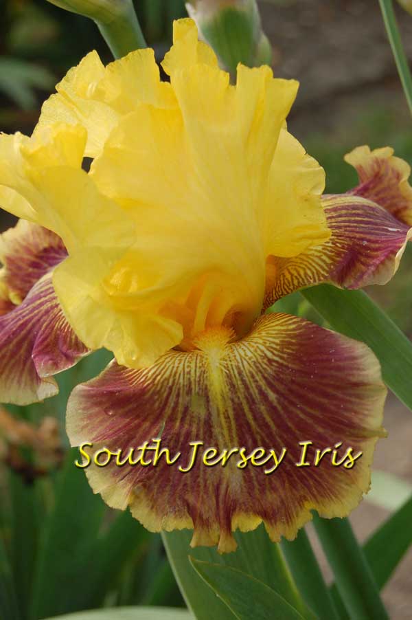 Apparent Secret South Jersey Iris