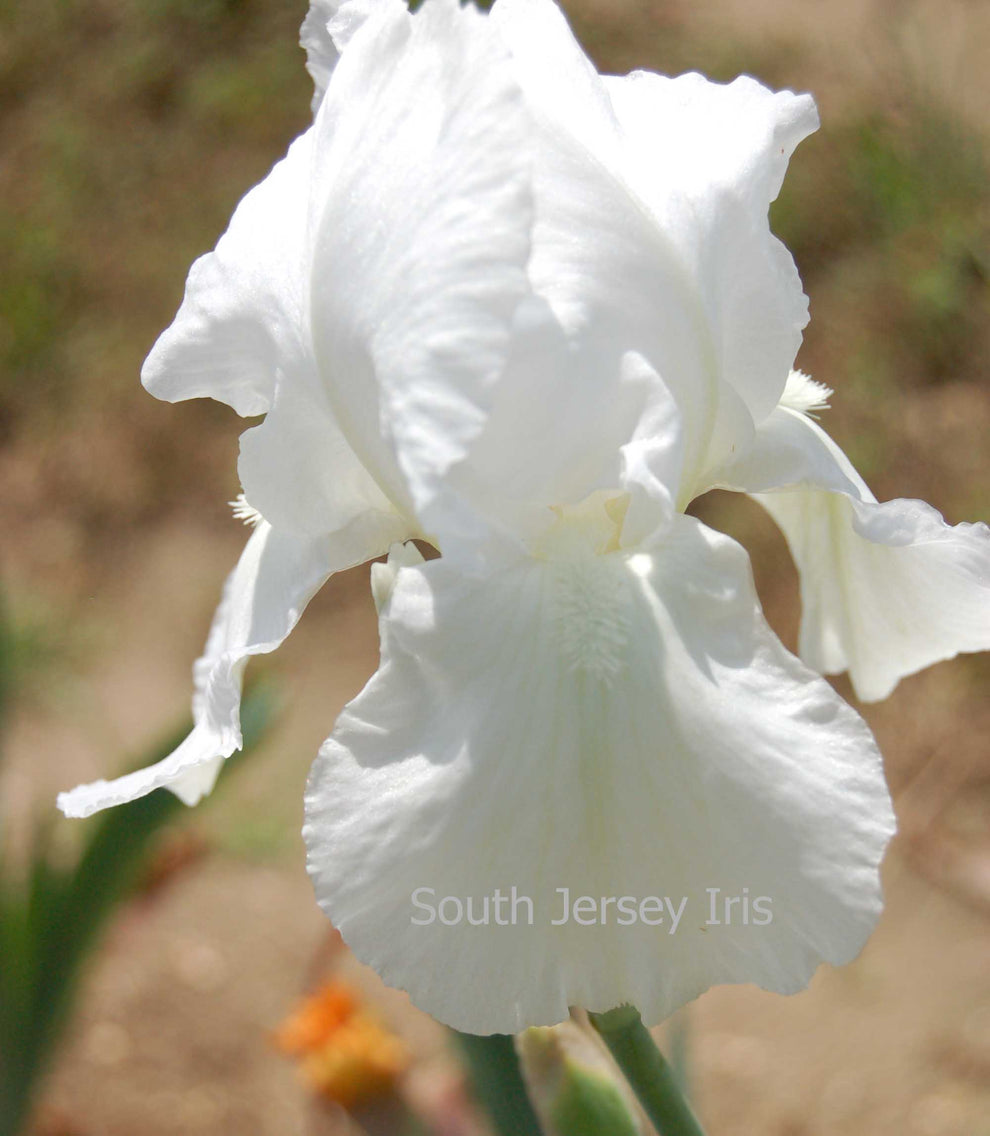 Barbara Walther South Jersey Iris
