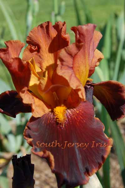 Cajun Cooking Tall Bearded Iris