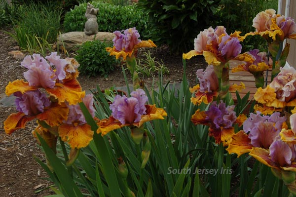 Dewuc Whatic Tall Bearded Iris