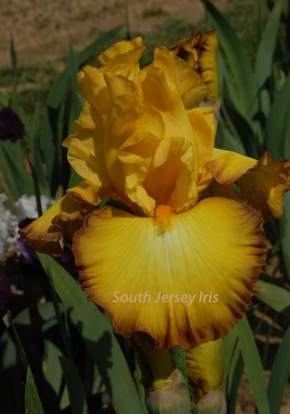Down To The Wire Tall Bearded Iris