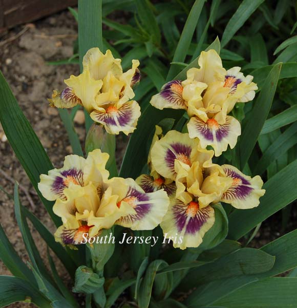 Flirting With You South Jersey Iris