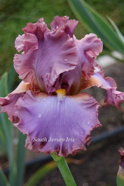 French Lavender