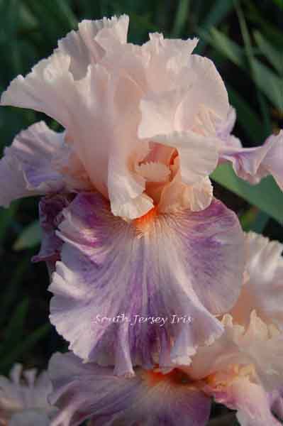 Fruited Plain – South Jersey Iris