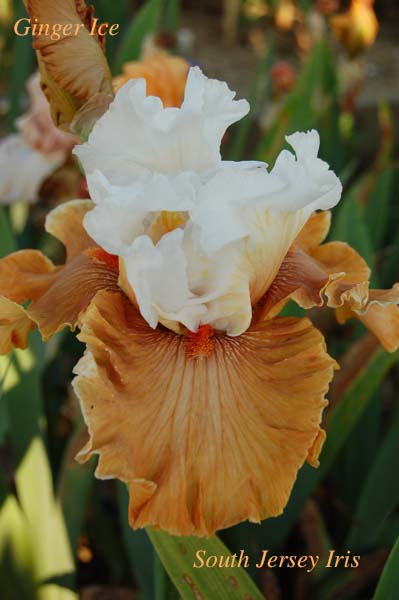 Ginger Ice