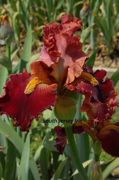 Grampa's Dream – South Jersey Iris