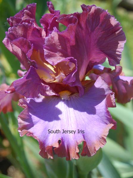 House Arrest – South Jersey Iris