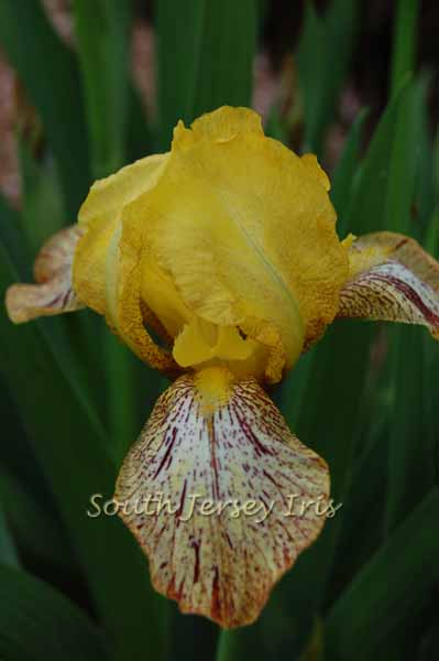 Kaleidoscope iris