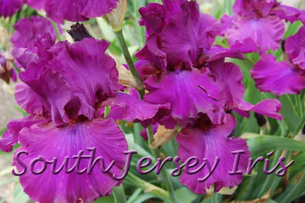 Now See This – South Jersey Iris