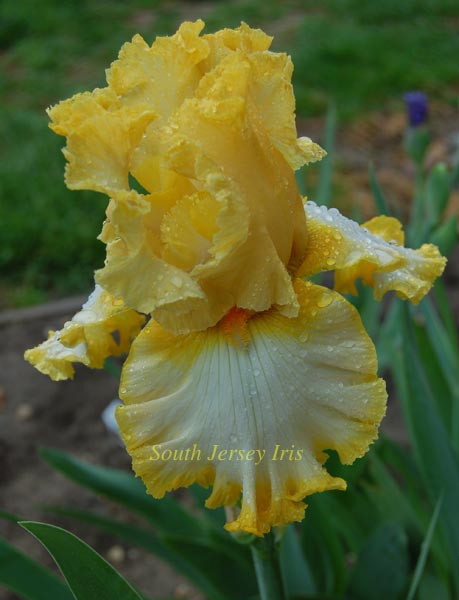 Penny Curls – South Jersey Iris