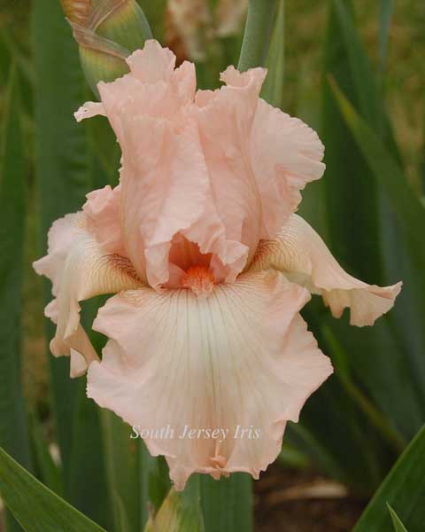 Pink Taffeta