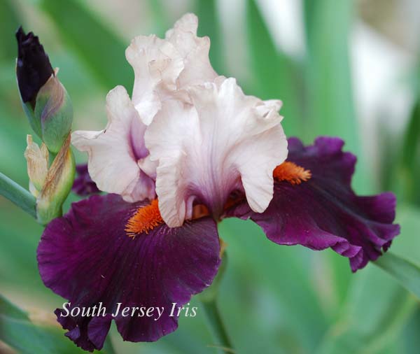 Pope Smoke – South Jersey Iris