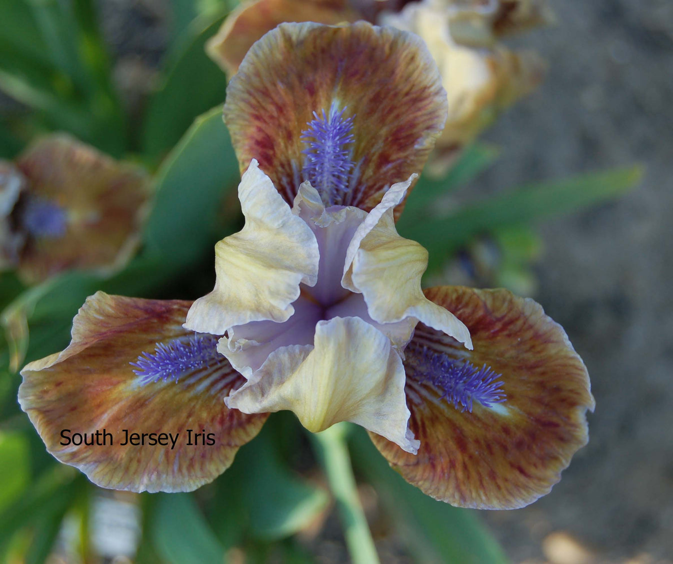 Private First Class South Jersey Iris