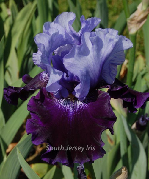 Quite Content South Jersey Iris
