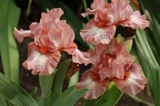 Standard Dwarf Bearded Iris – Page 3 – South Jersey Iris