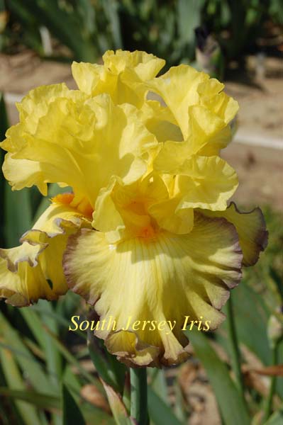 Ruby Moon – South Jersey Iris