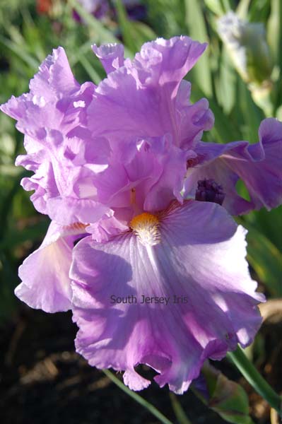 Ruffled Goddess – South Jersey Iris