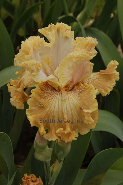 Sweetwater Pie Burns