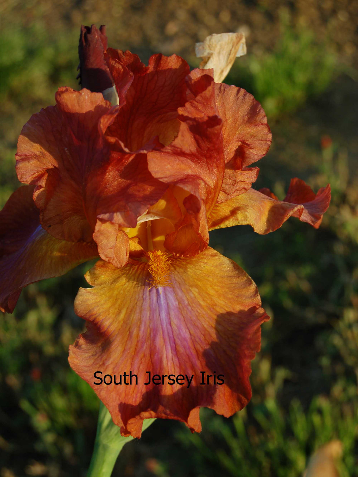 Terre De Feu South Jersey Iris