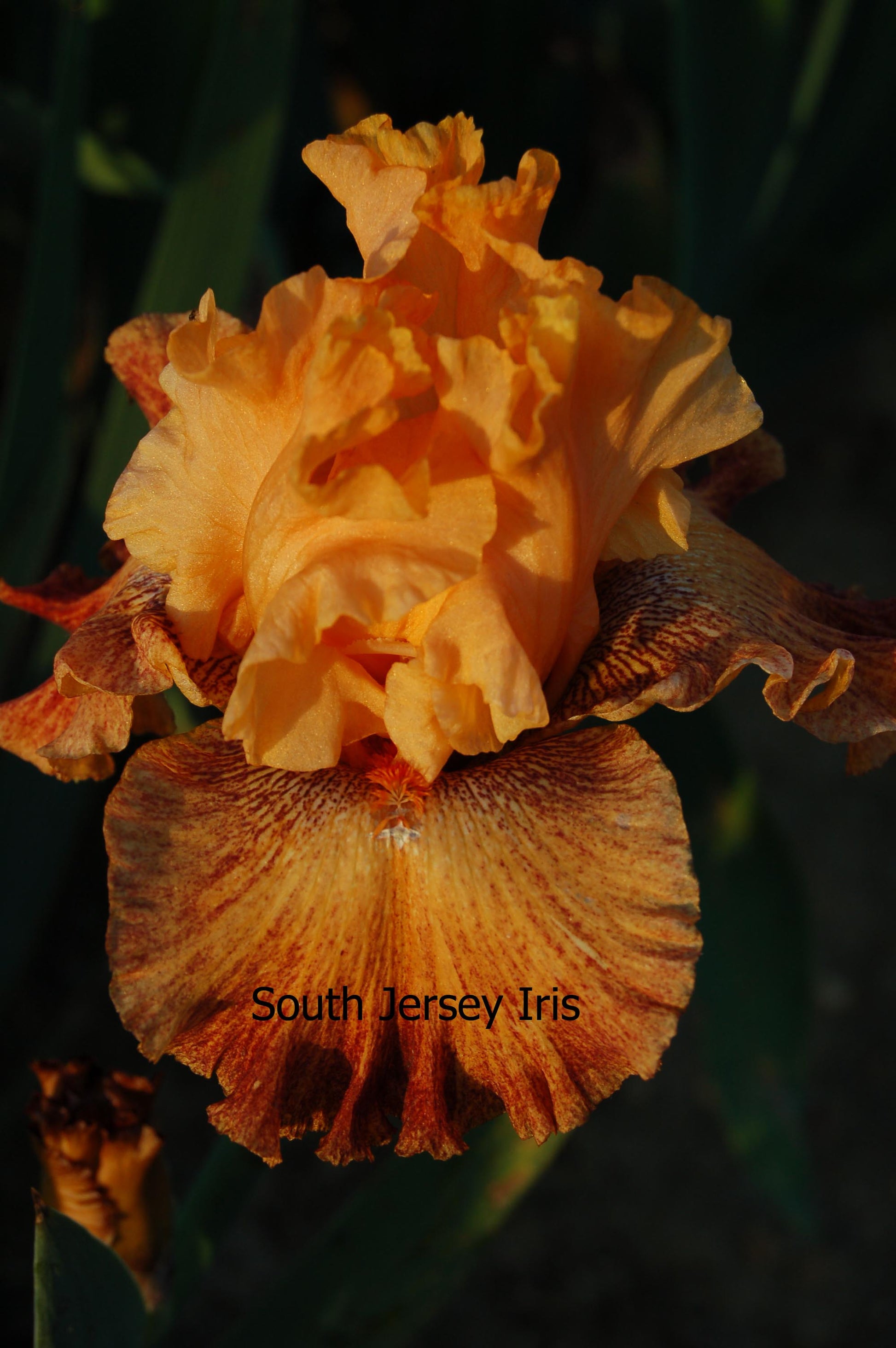 Wild border iris